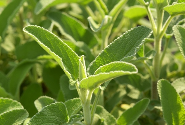 ドライレモンバームの作り方ともどし方 乾燥食材100